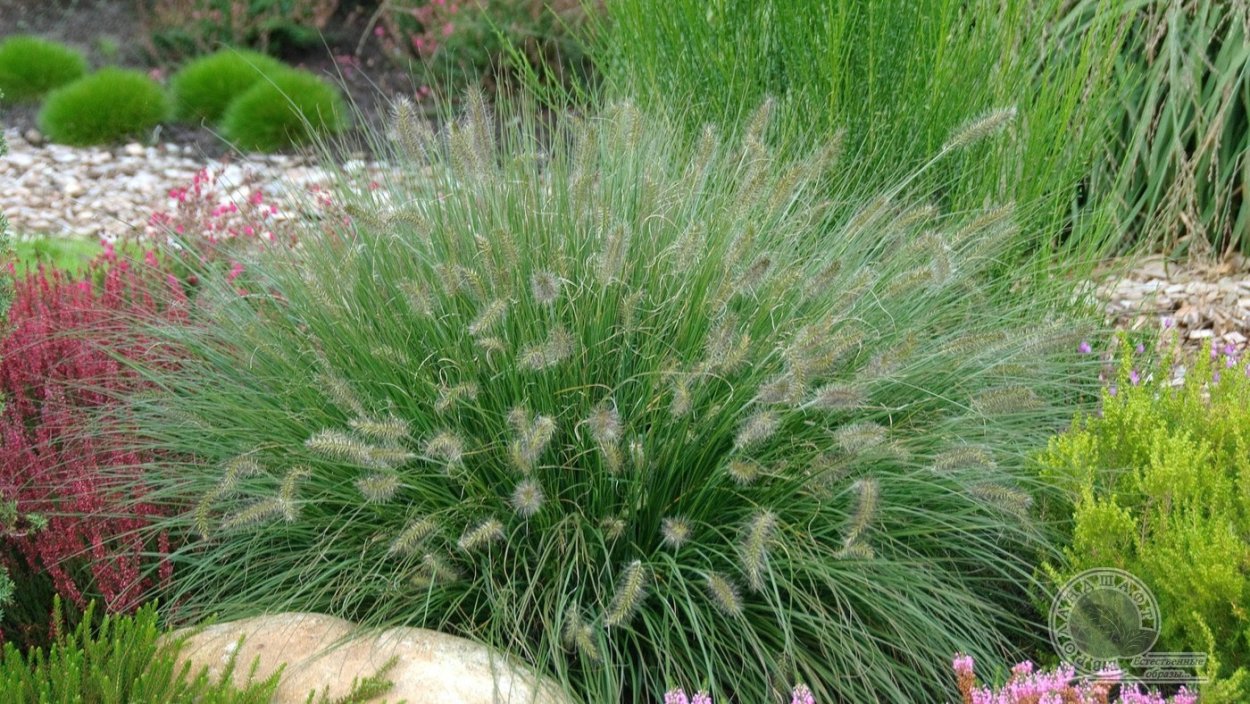 Трава овсяница Луговая