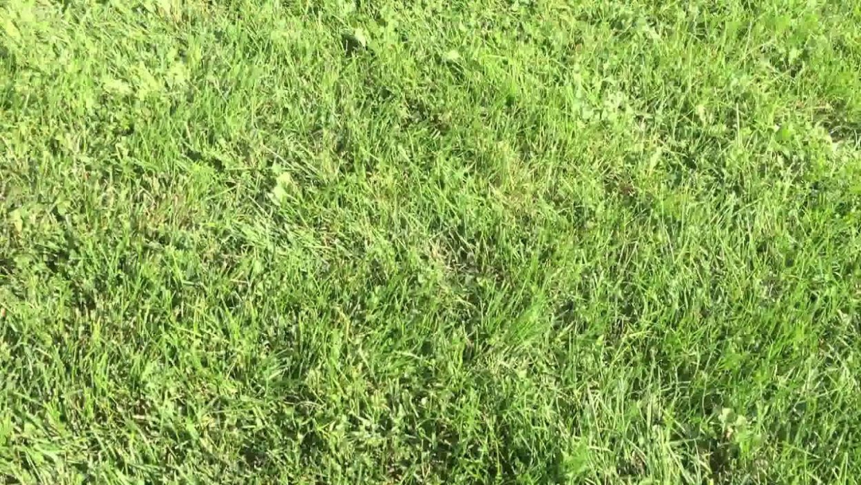 Полевица тонкая обыкновенная