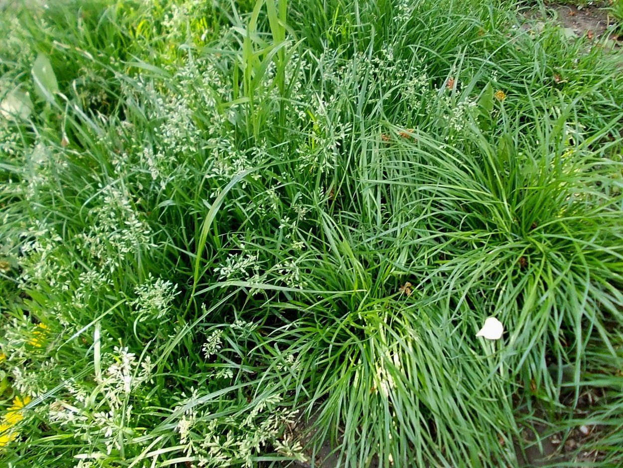 Овсяница фестука