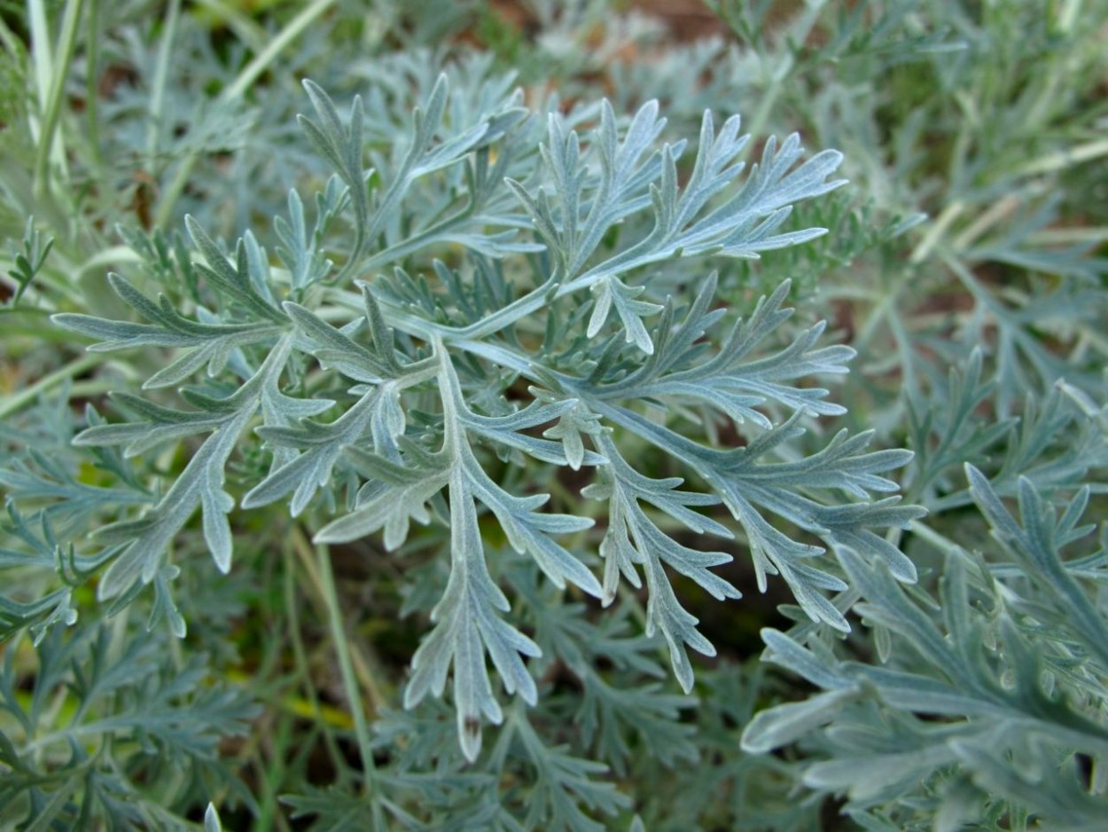 Полынь горькая (Artemisia absinthium)