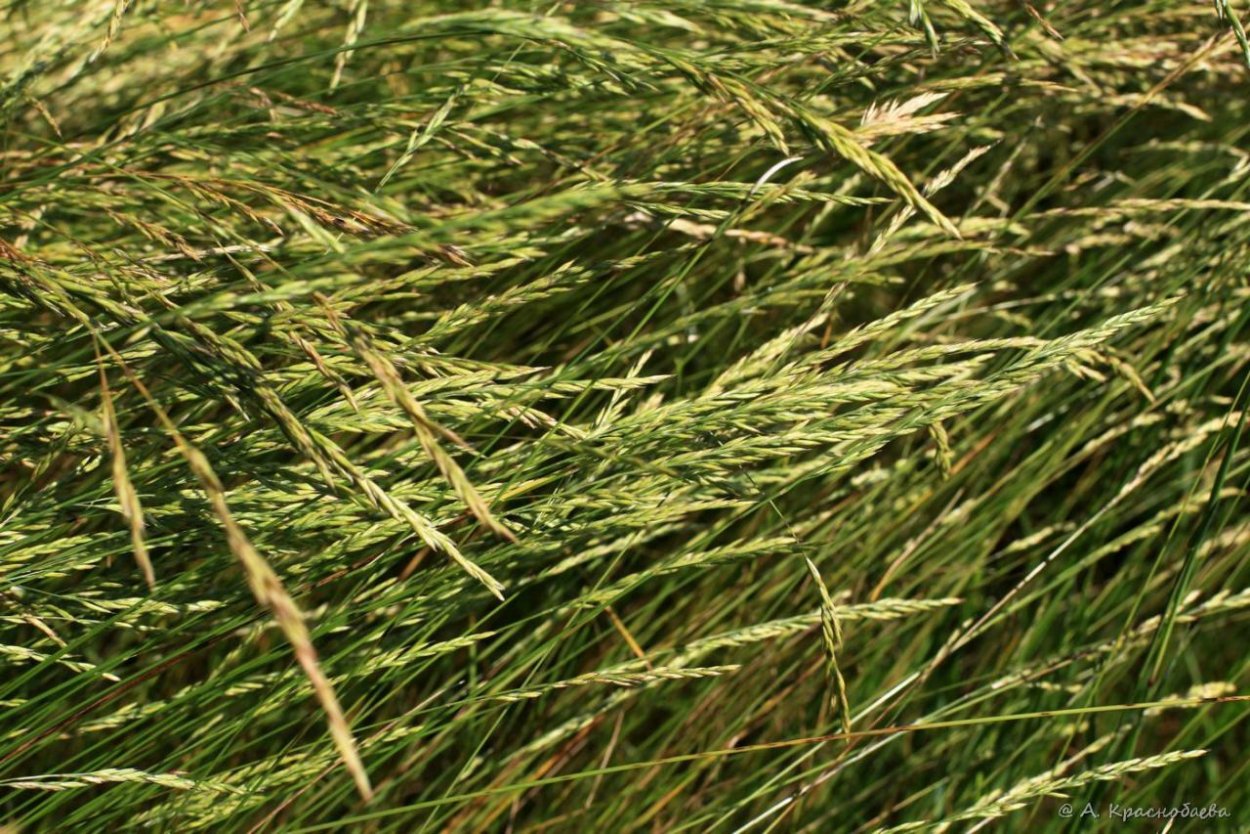 Овсяница красная (Festuca rubra)