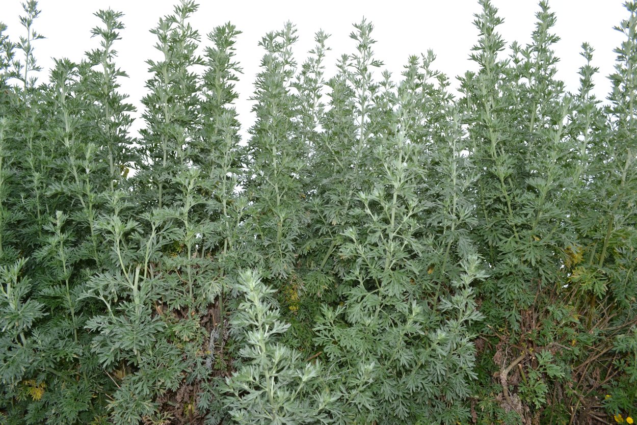 Полынь горькая (Artemisia absinthium)
