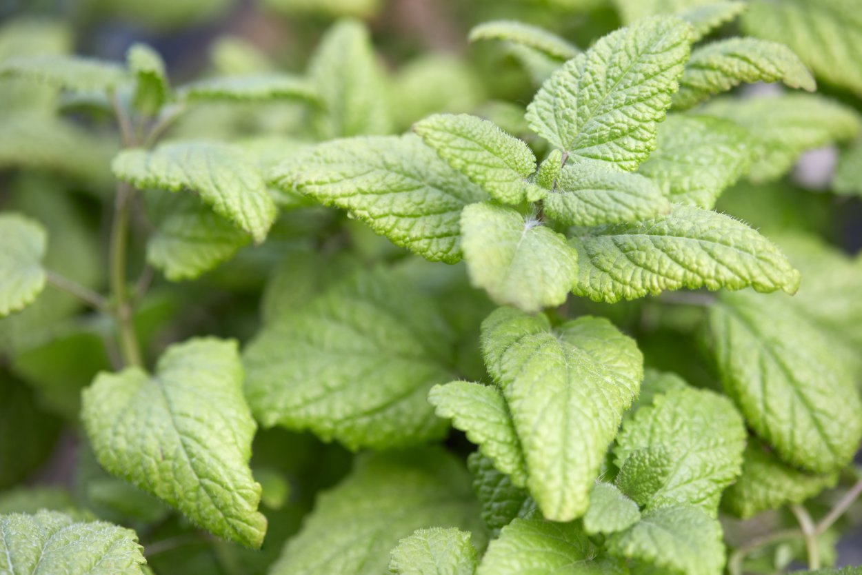 Мелисса желтолистная