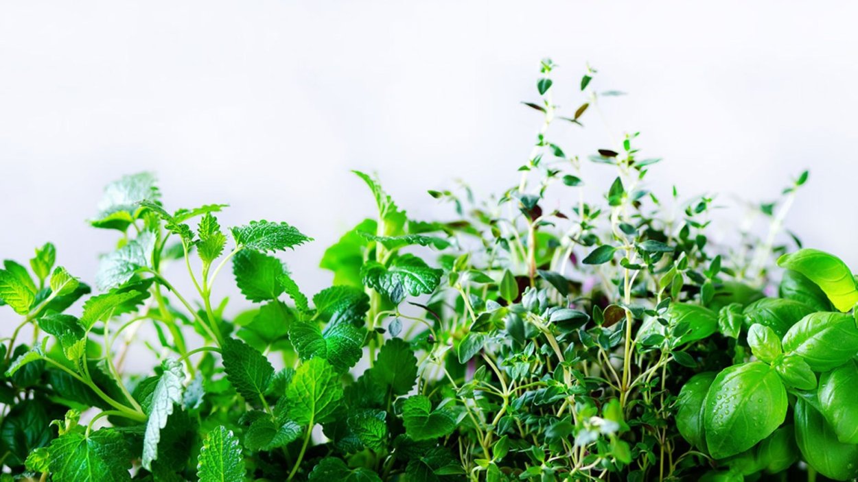 Мята перечная