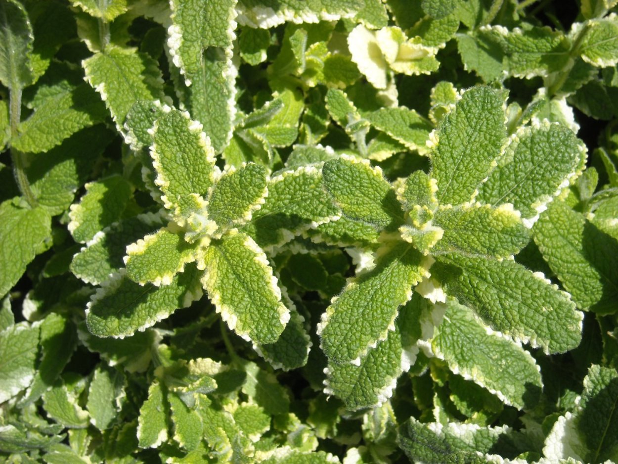 Мята перечная масло