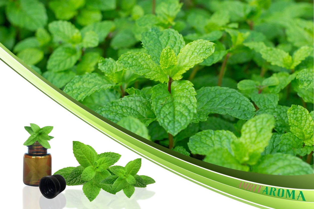 Мята перечная пучок