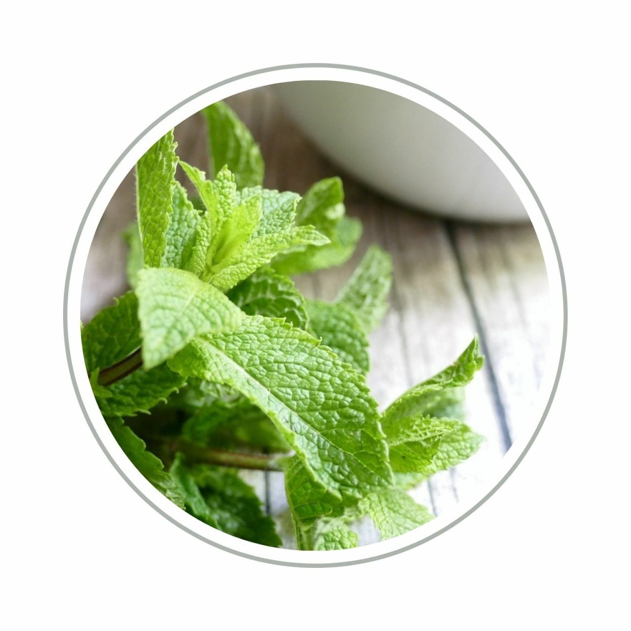 Мелисса лимонник