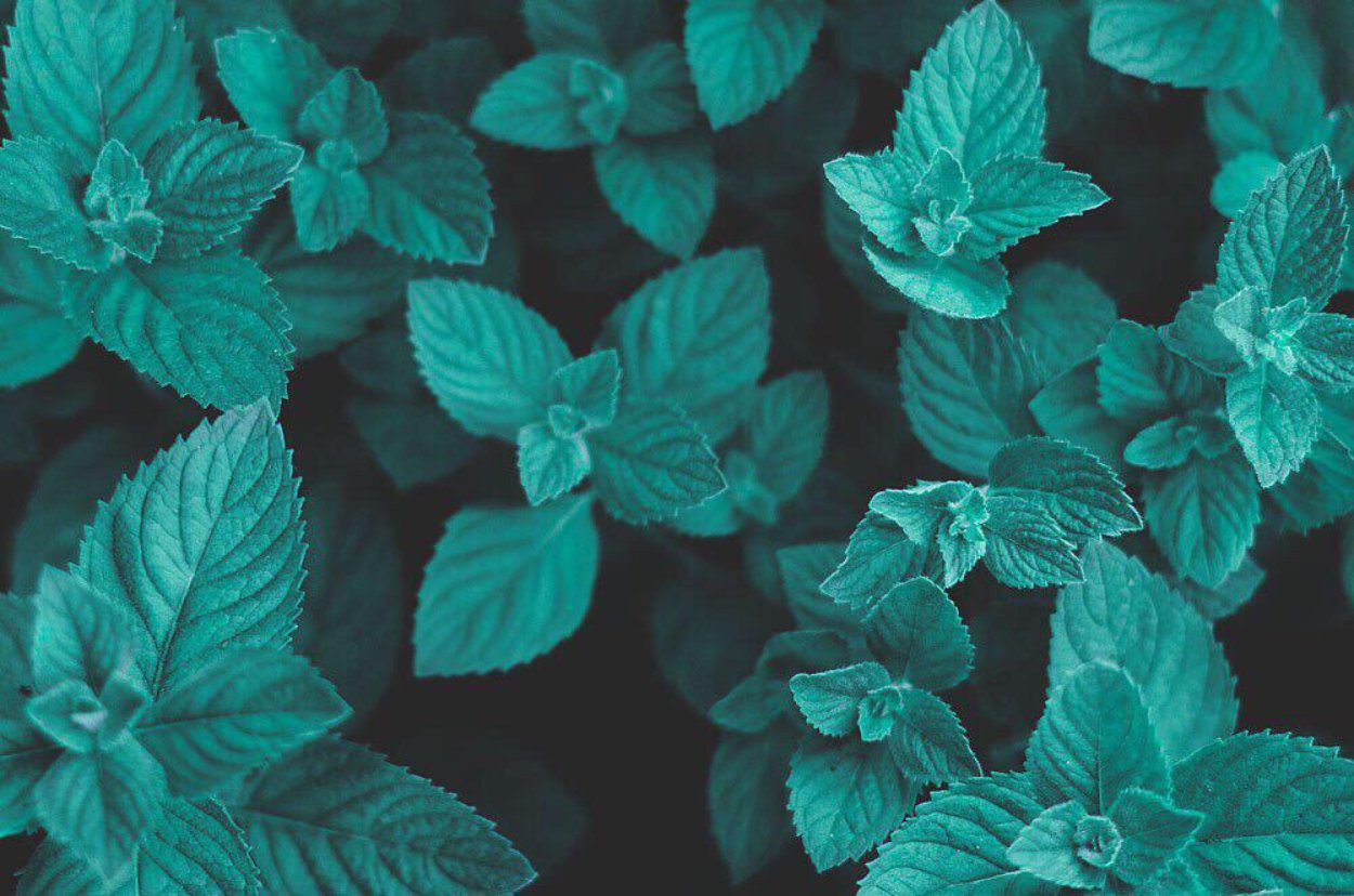 Мята перечная Bergamot