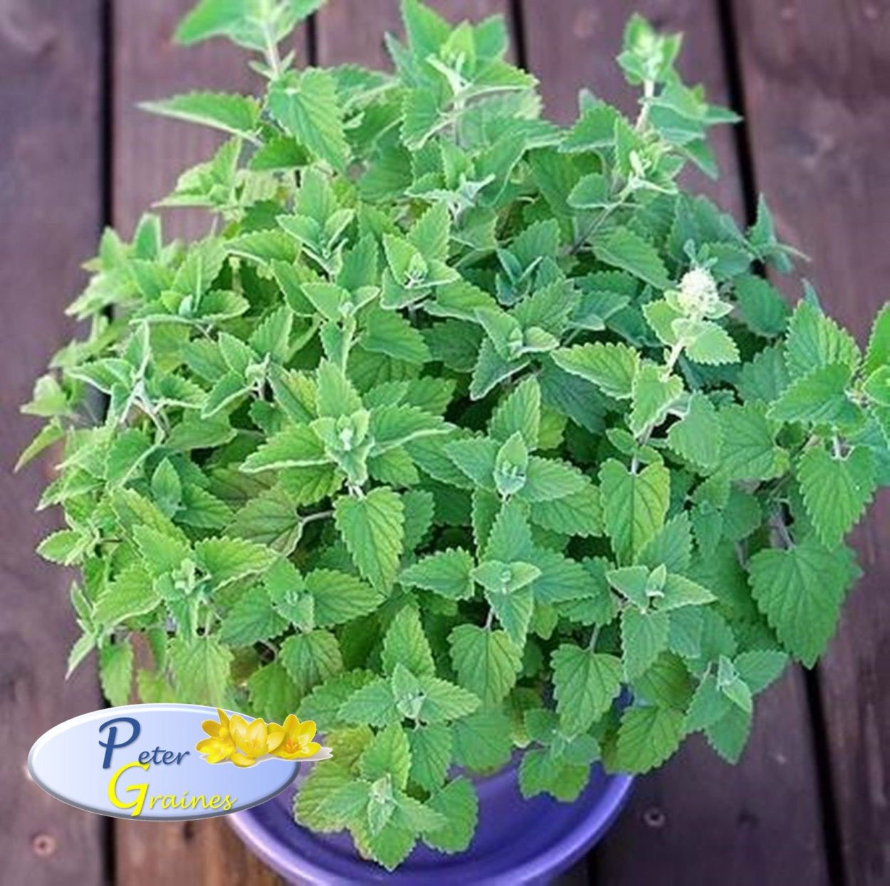 Мята перечная апельсиновая