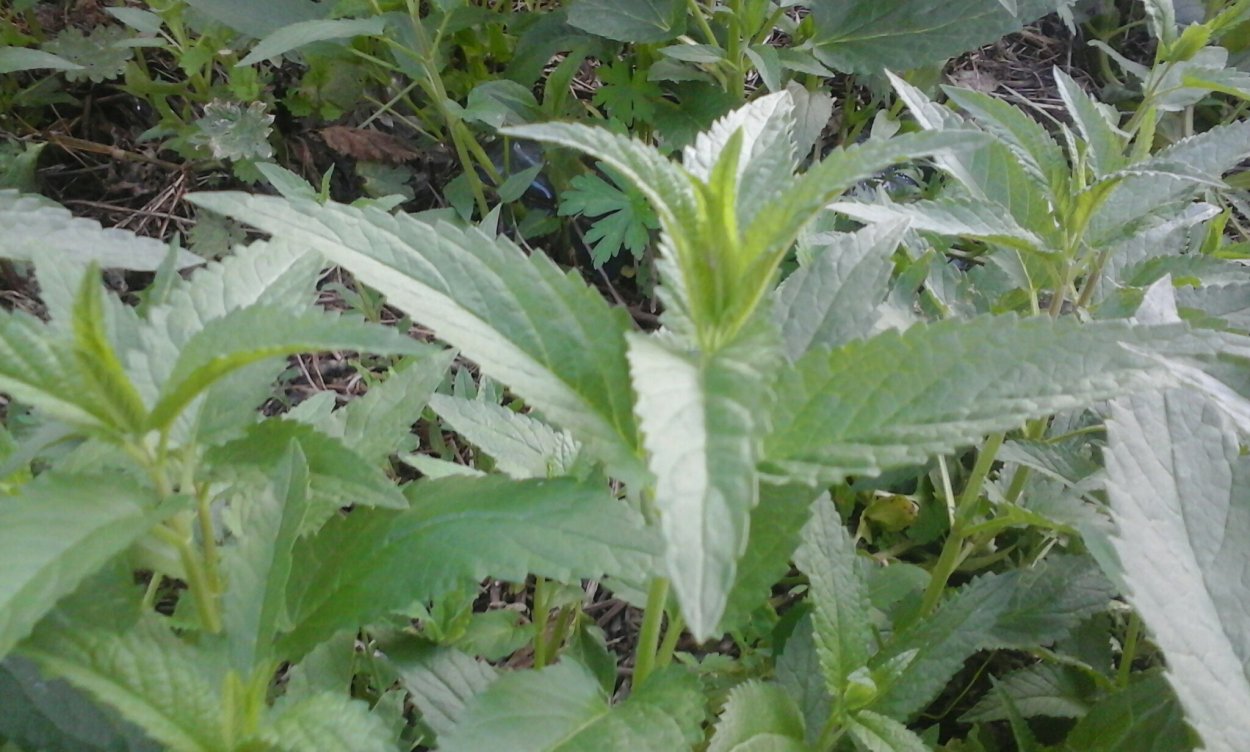 Мята перечная мм2