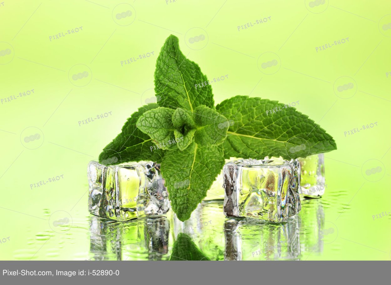 Мята внешний вид