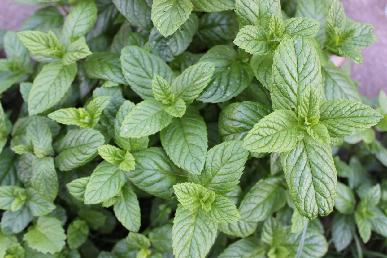 Мята в кулинарии