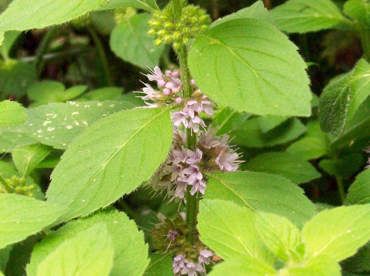 Mentha spicata "Spearmint