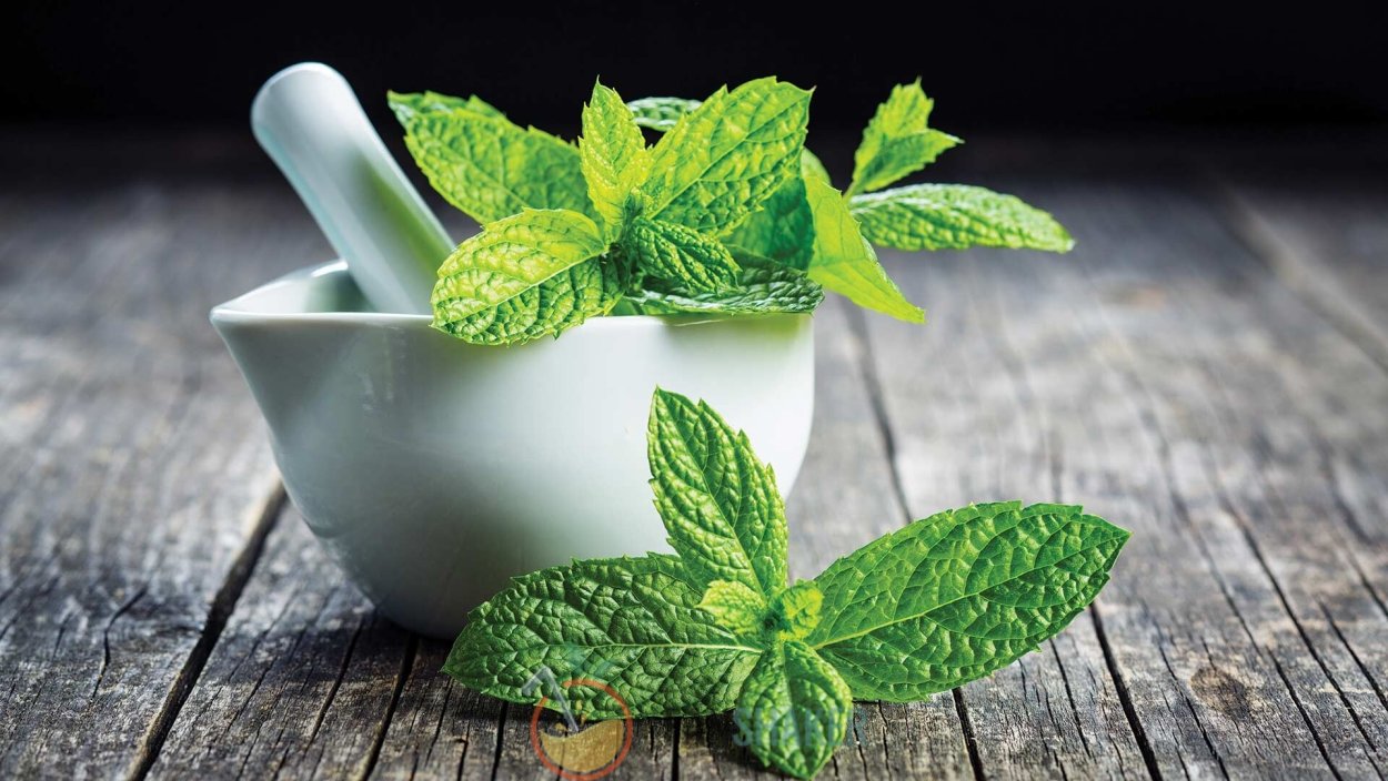 Лекарственные травы мята перечная