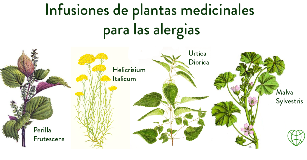 Дикие желтые цветы аллергичные