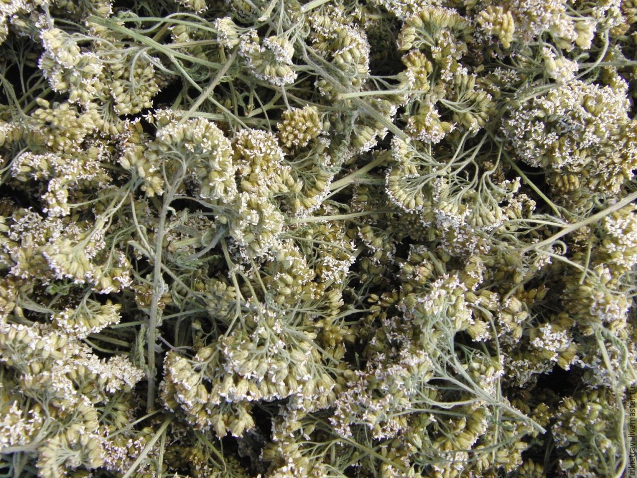 Амбро́зия полынноли́стная