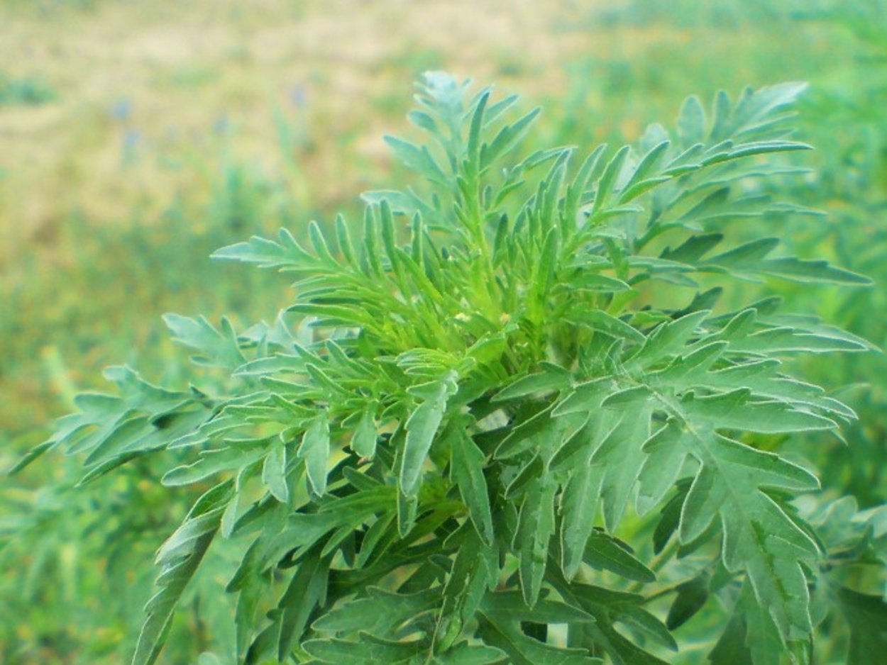 Семена пряных трав базилик мята кориандр