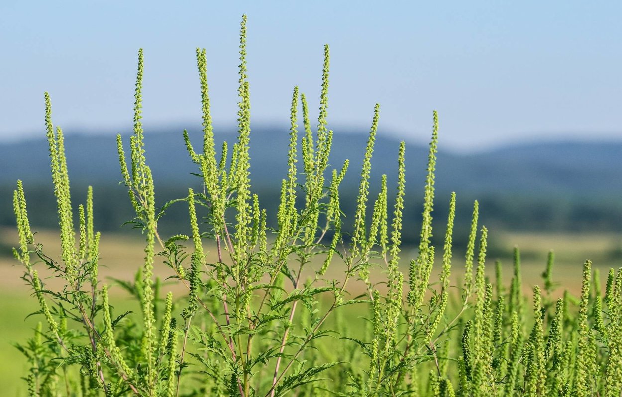 Ароматные травы