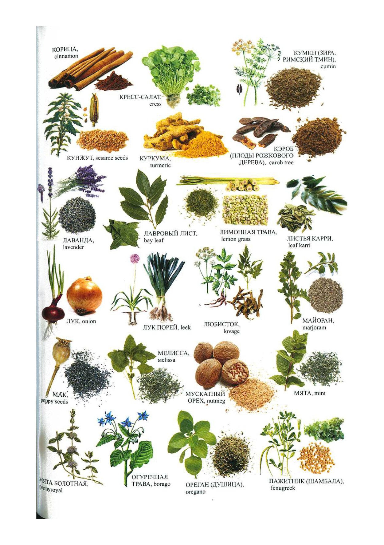 Кровохлебка лекарственная (Sanguisorba officinalis)