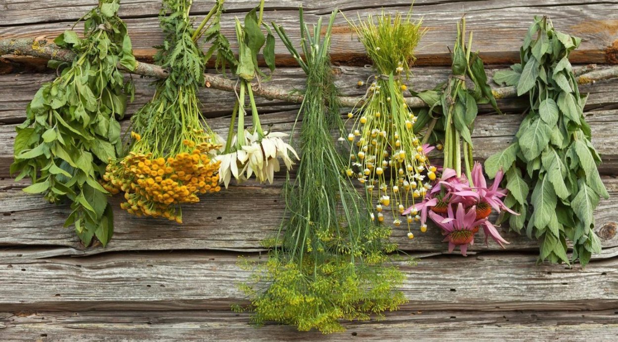 Сорняк амброзия полыннолистная