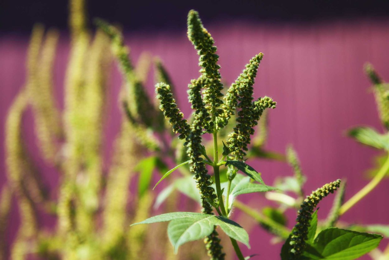 Амброзия полыннолистная