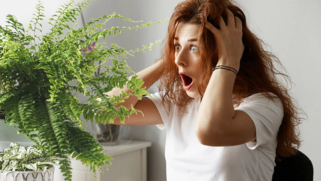 Человек и комнатные растения