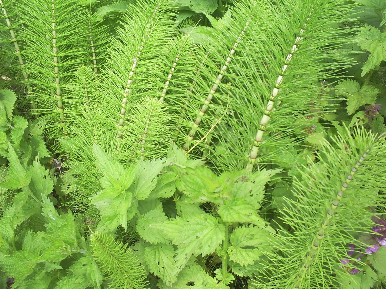 Розмарин целебные свойства розмарин целебные свойства