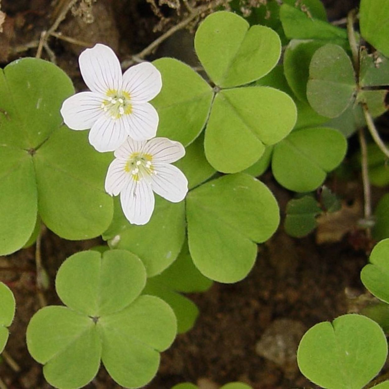 Кислица Лесная