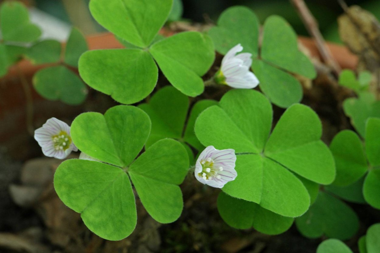 Кислица Oxalis acetosella