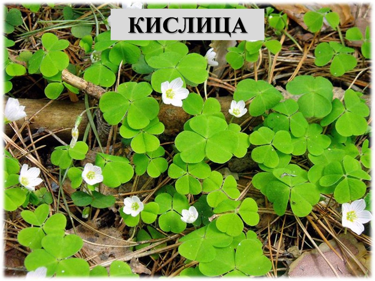 Кислица обыкновенная заячья капуста