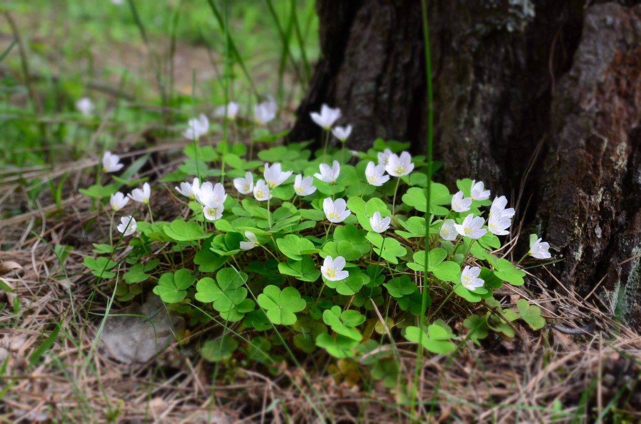 Кислица обыкновенная