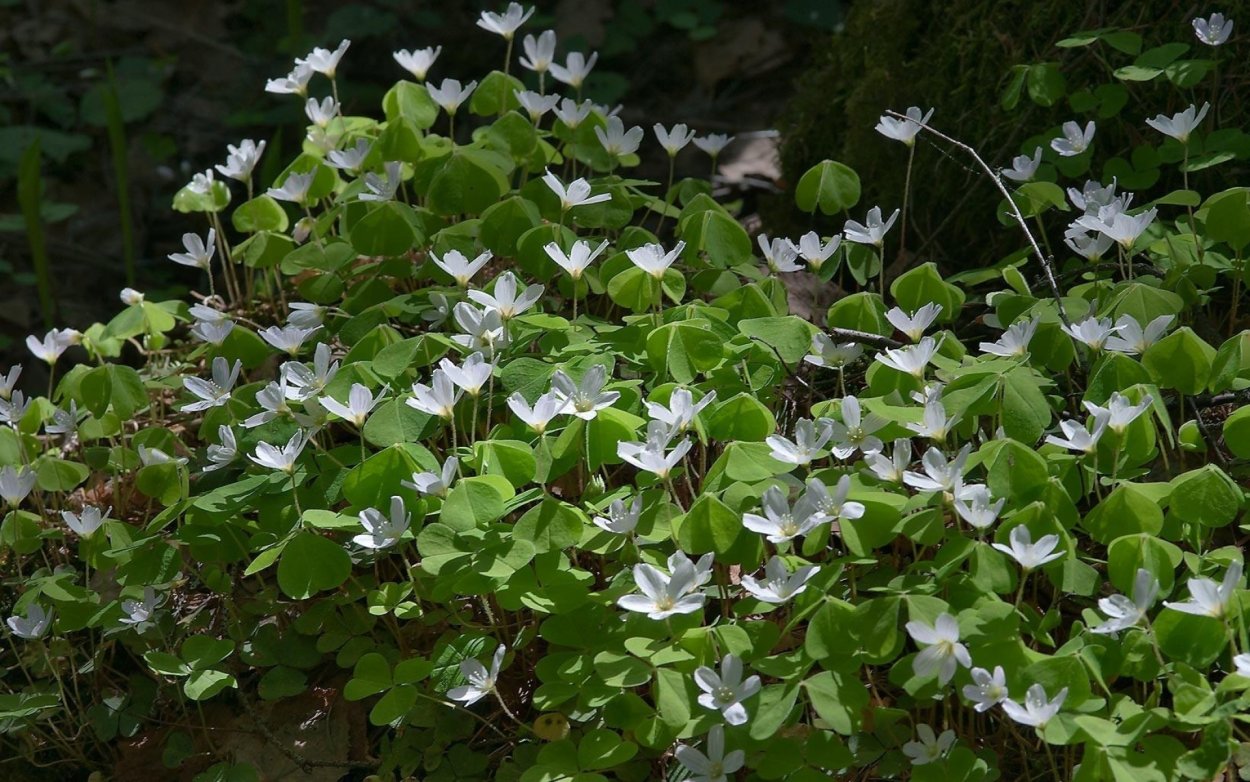 Кислица обыкновенная Лесная