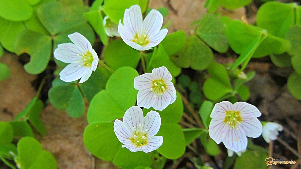 Кислица («заячья капуста», «Кукушкин Клевер»)