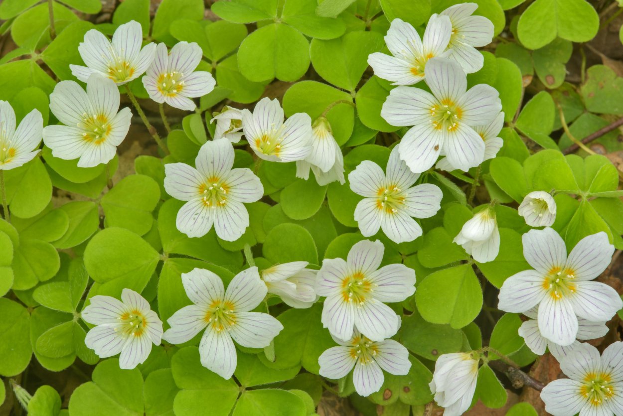 Кислица обыкновенная Лесная