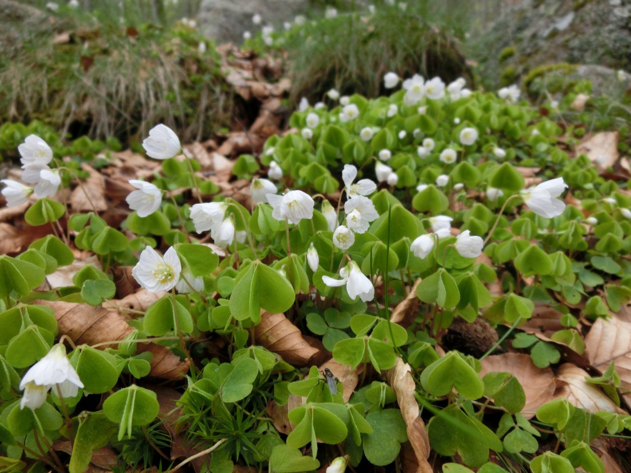 Oxalis acetosella