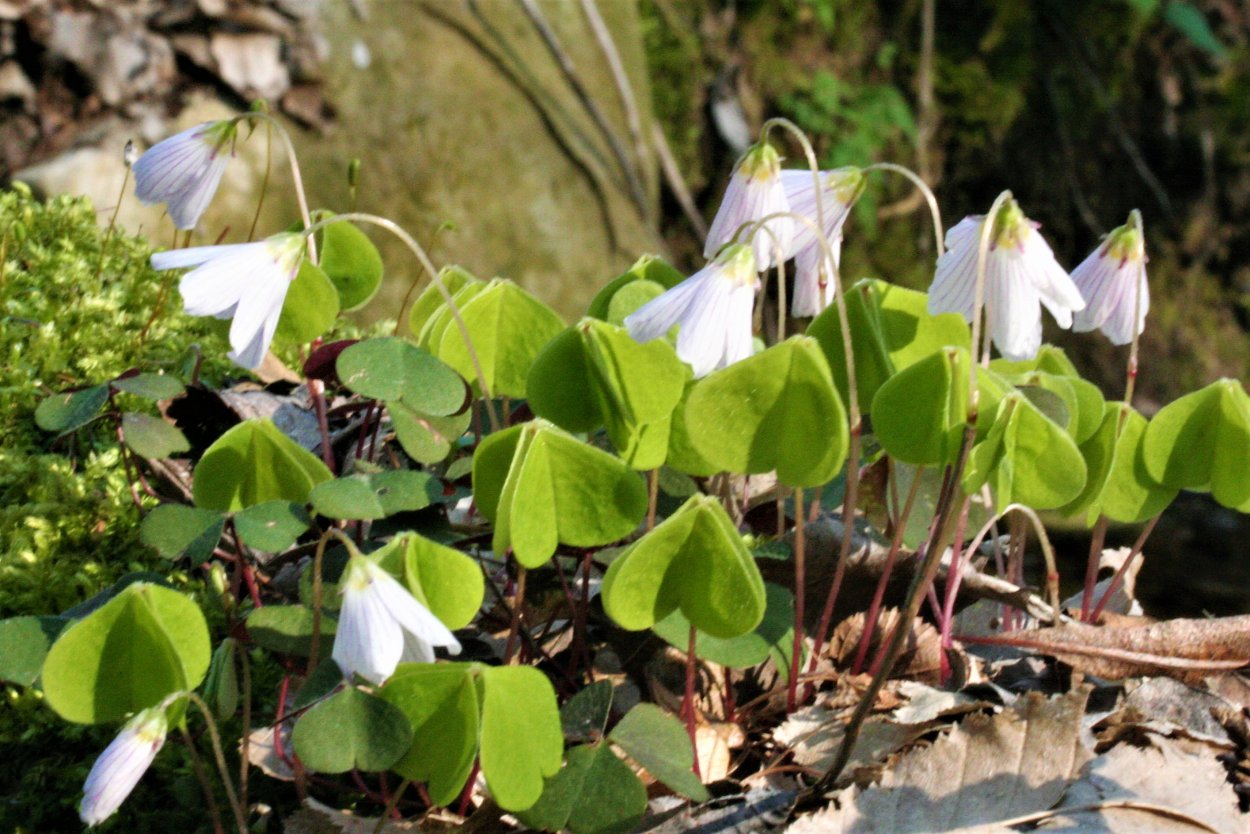 Oxalis acetosella