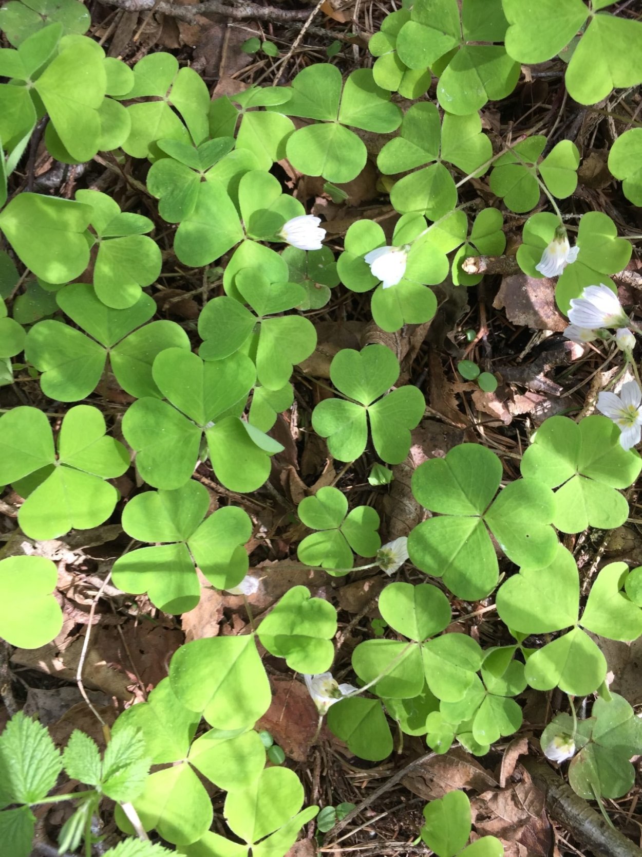 Кислица заячья капуста