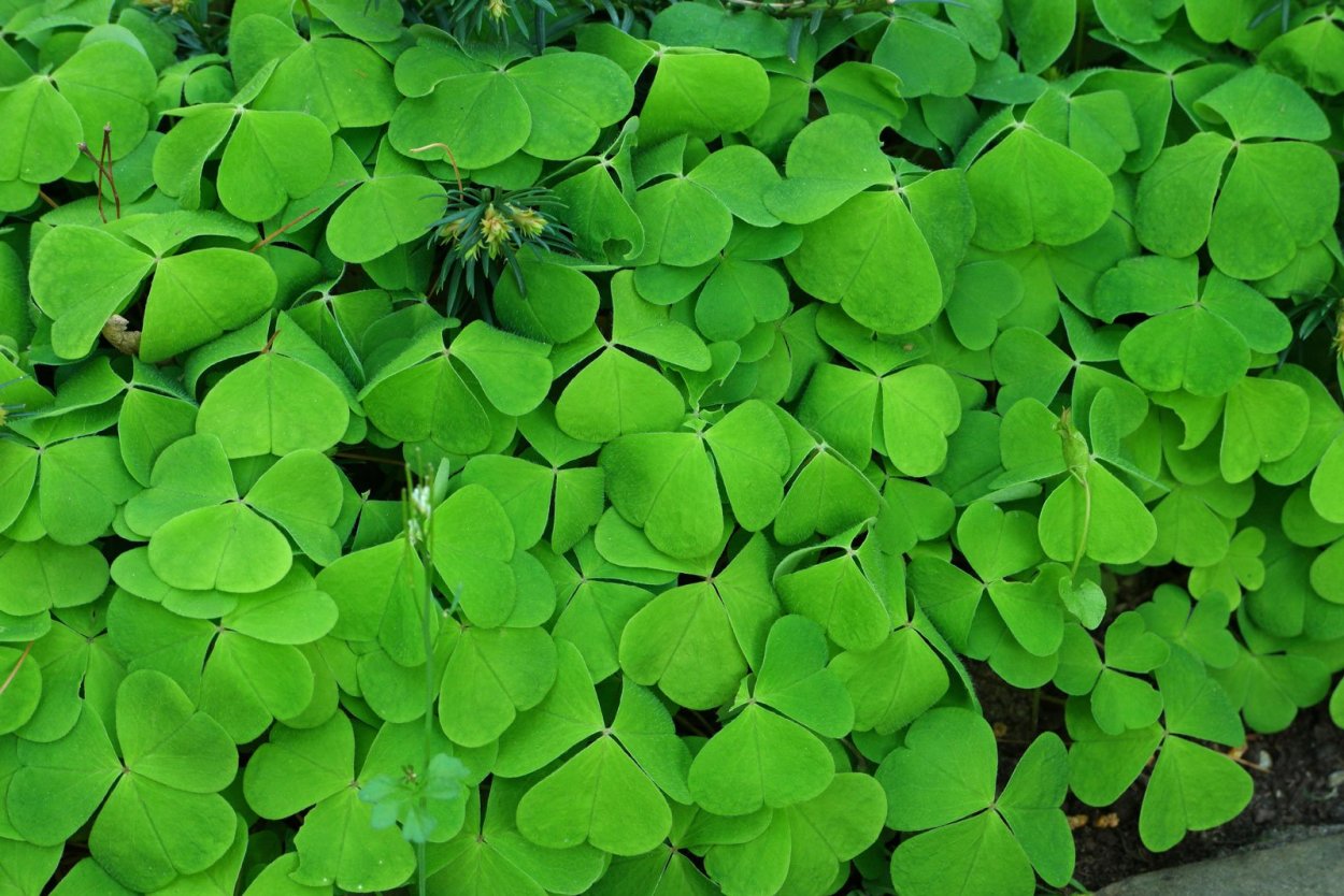 Кислица обыкновенная заячья капуста