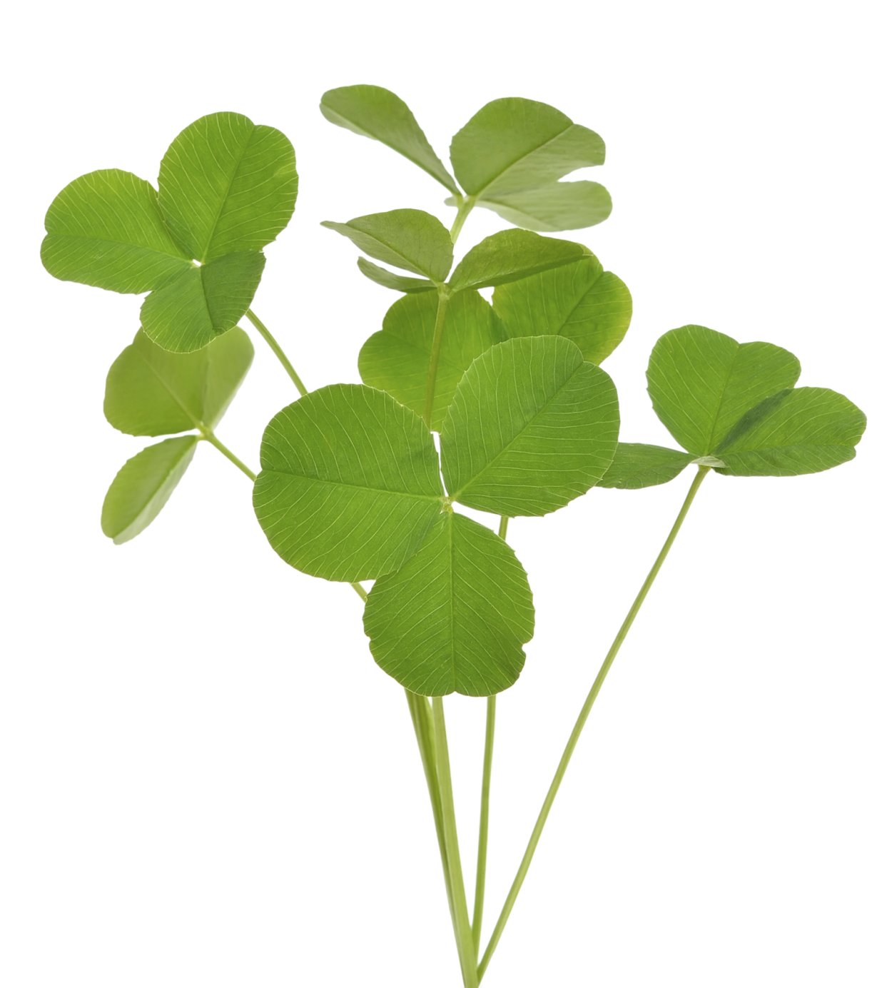 Кислица обыкновенная