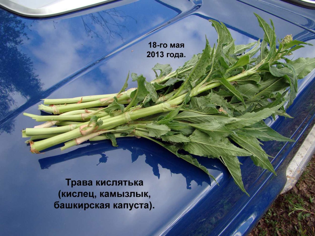 Кислятка Уральская растение