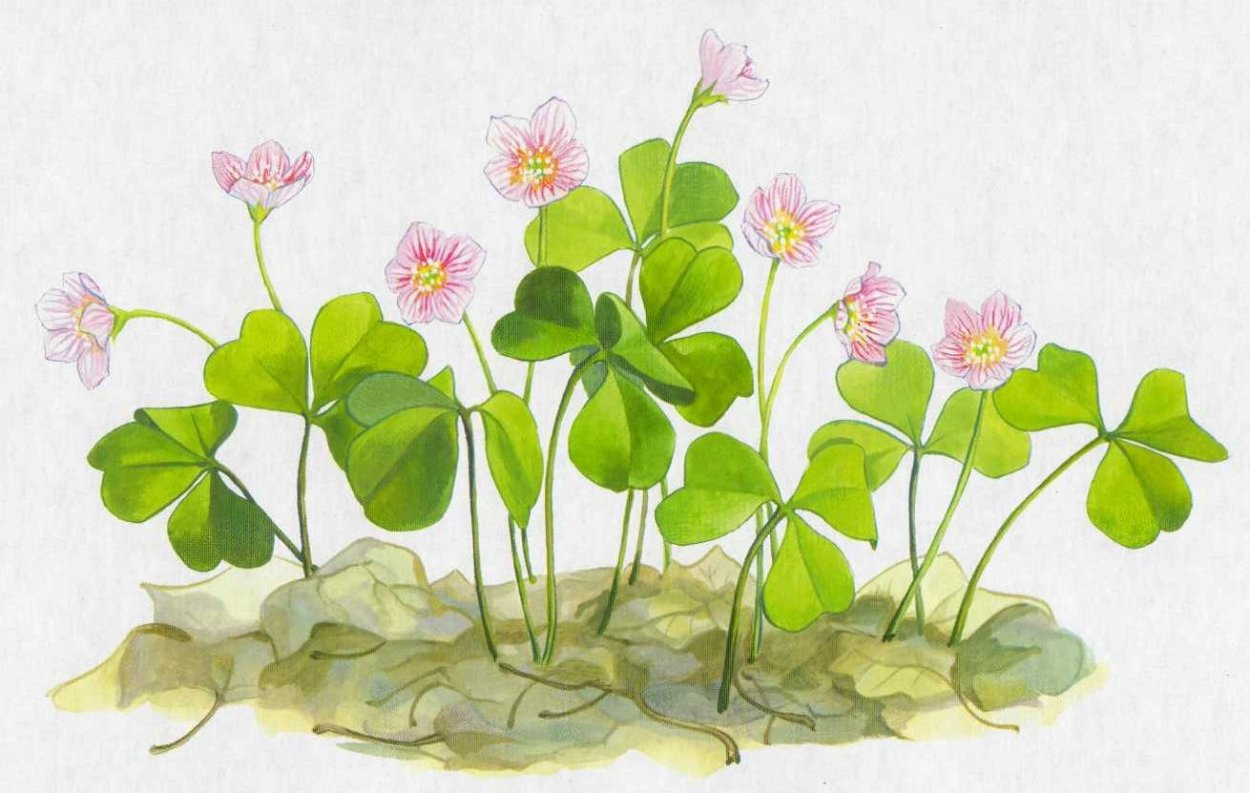 Кислица обыкновенная