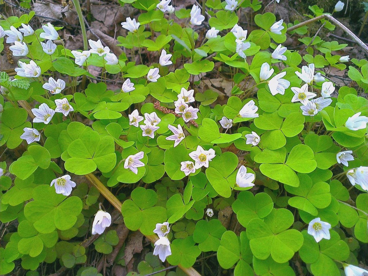 Кислица Лесная