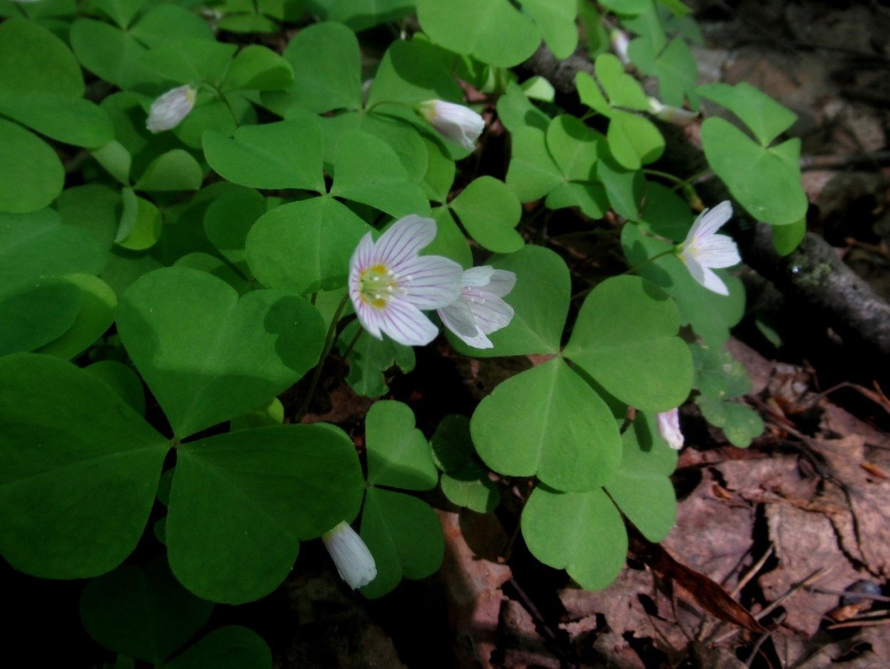 Кислица («заячья капуста», «Кукушкин Клевер»)