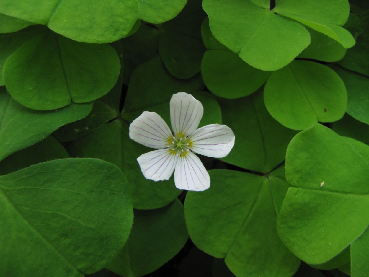 Кислица четырехлистная Oxalis