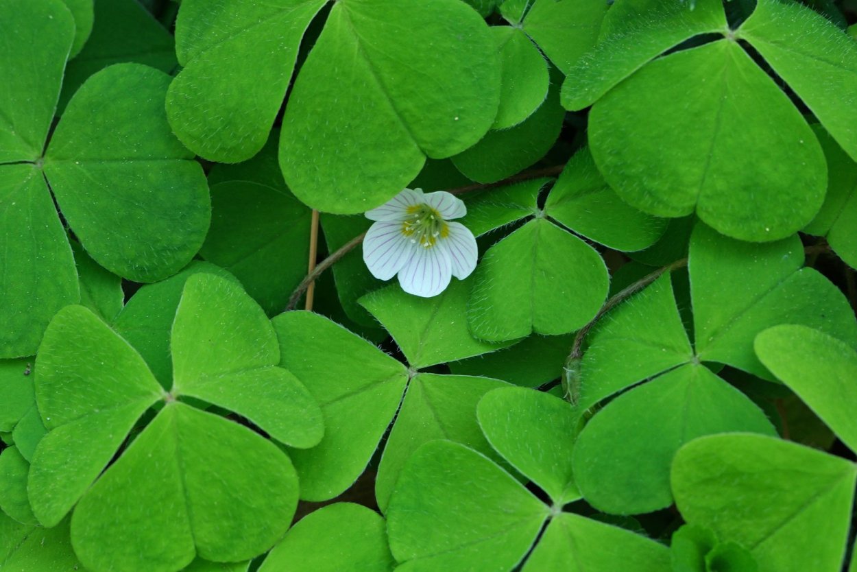 Лист кислицы