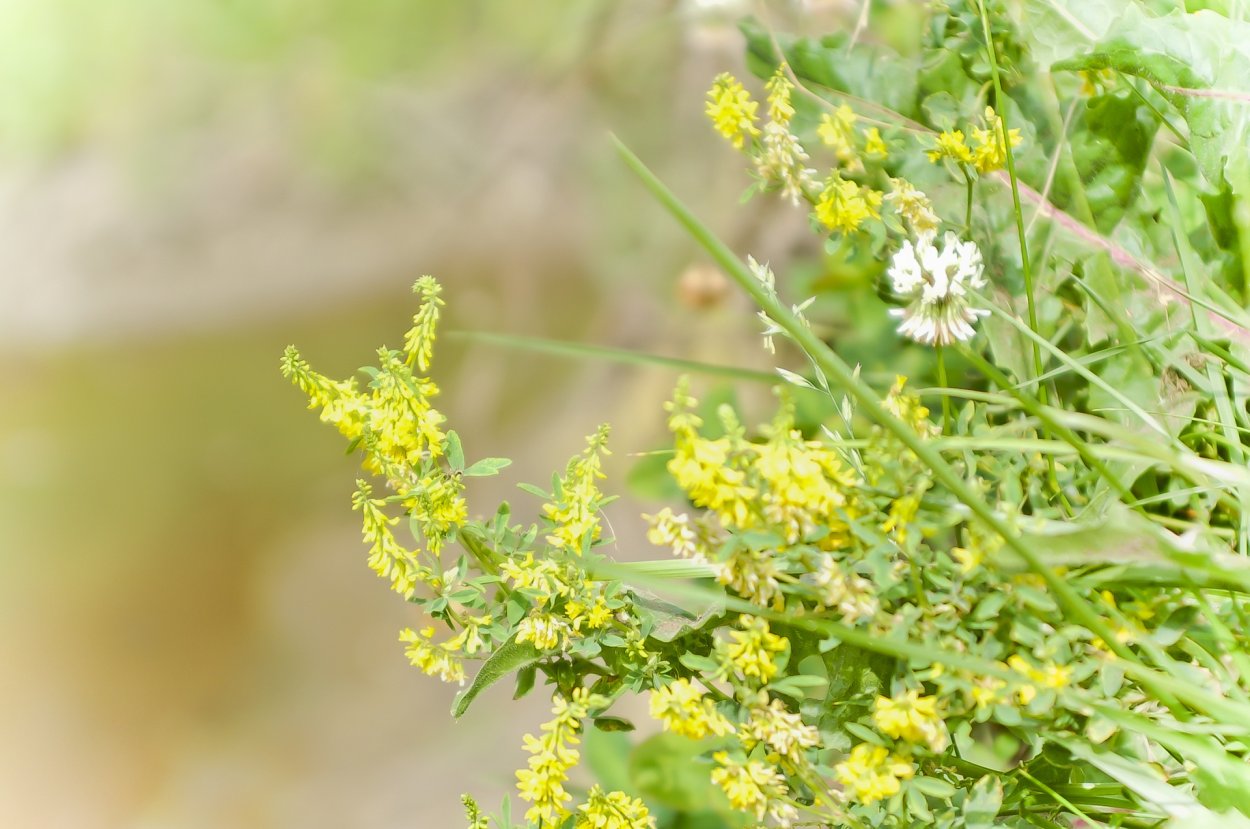 Полевые желтые- золотарник полевой