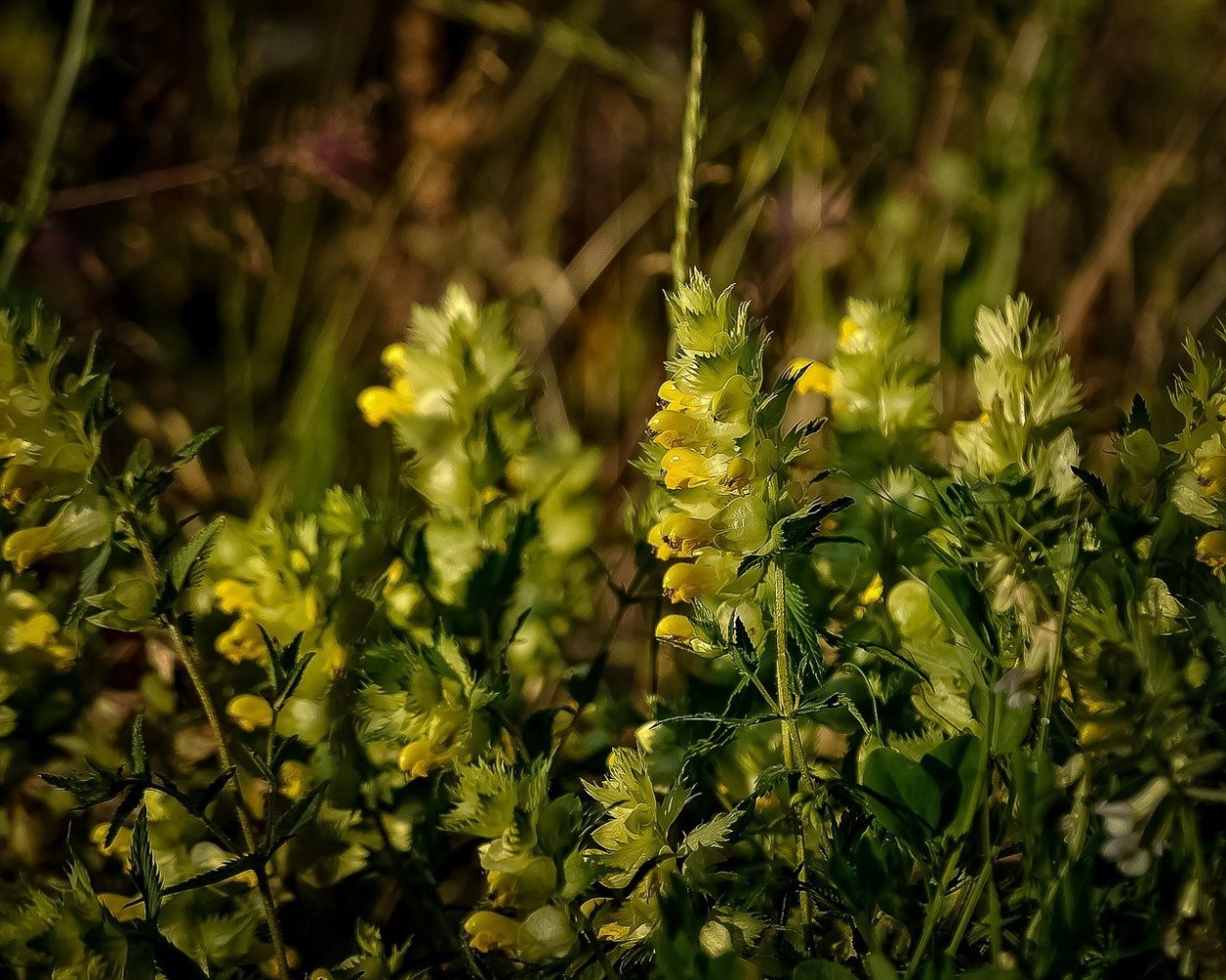 Льнянка лёзеля