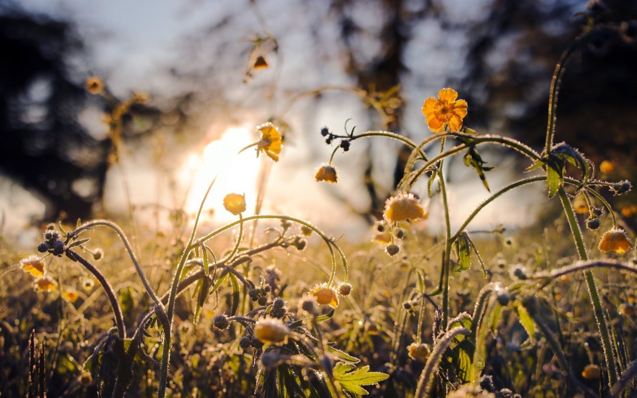 Осенние луговые цветы