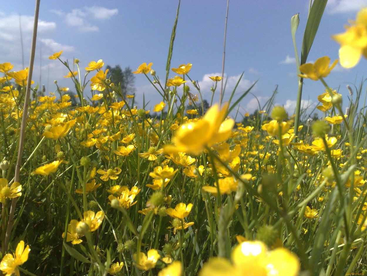 Лютик полевой