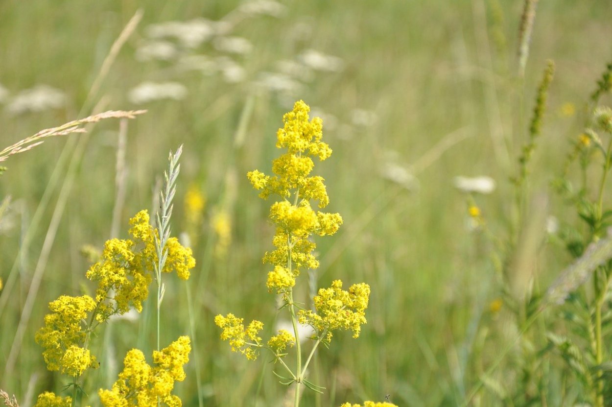 Витекс жёлтый полевой